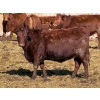 Image 1 : Scott & Gail Sapergia - 15 Red Simm X November Delivery Bred Heifers (Hays, AB)