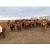 Image 3 : Pedersen Farms - 940# March Delivery Steers - 65 Head (Scandia, AB)