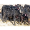 Image 7 : CDA Farms Ltd. - 990# February Delivery Steers - 45 Head (Lemberg, SK)