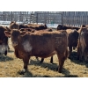 Image 5 : Jordan Livestock - 40 Red Replacement Heifers (Rimbey, AB)