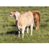 Image 3 : Reilly Lake Ranching - 900# February Delivery Weaned Heifers - 65 Head (Lloydminster, AB)