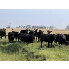 Image 11 : Wolverine Cattle Co. - 950# September Grass Steers - 240 Head (Guernsey, SK)