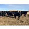 Image 4 : Babcock Livestock - 730# February Delivery Steers - 125 Head (Consort, AB)