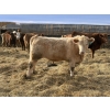 Image 10 : X Bar X Cattle Co. Ltd. - 1000# March Delivery Steers - 62 Head (Lomond, AB)