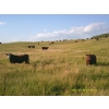 Image 7 : DJC Ranch - 1050# September Delivery Grass Steers - 58 Head (Rabbit Lake, SK)