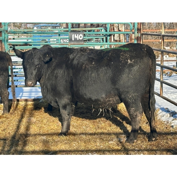 Bettmere Farms - 2 3-4 Year-Old Cows (Pen 140)