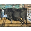 Image 1 : Bettmere Farms - 2 3-4 Year-Old Cows (Pen 140)