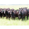 Image 3 : D & N Livestock - 1025# October Delivery Grass Heifers - 120 Head (Peebles, SK) VBP+