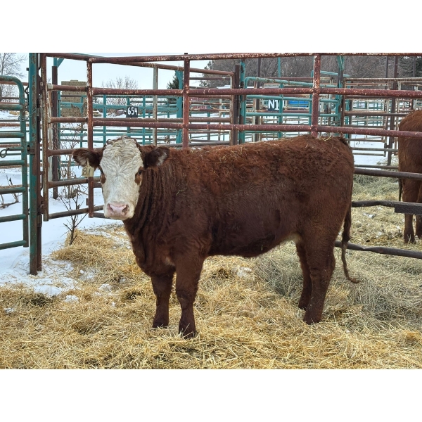 Regehr Land & Cattle - 3 Heifers (Pen 156)