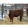 Image 1 : Regehr Land & Cattle - 3 Heifers (Pen 156)