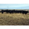 Image 7 : Ripple Rock Ranch - 790# March Delivery Weaned Heifers  -104 Head (Fincastle, AB)