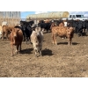 Image 7 : Tyler Johnson - 900# August Delivery Grass Heifers - 70 Head (Olds, AB)