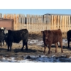 Image 4 : Dwayne Nicolay - 620# February Delivery Heifers - 60 Head (Rocky Mountain House, AB)