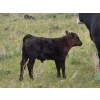 Image 9 : Allan & Janet Nameth - 590# November Delivery Steer Calves - 100 Head (Cupar, SK) VBP+