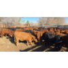 Image 3 : FA7 Ranch - 630# October Delivery Steer Calves - 100 Head (Piapot, SK)