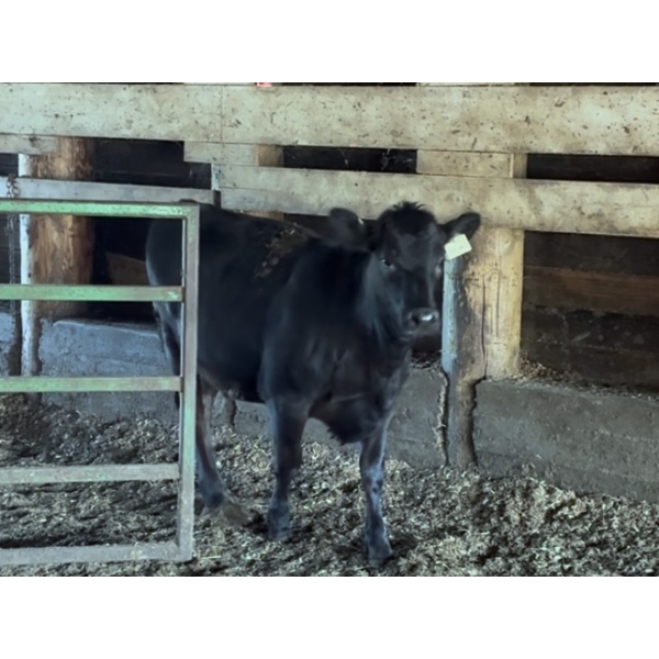 Ralph Anderlini - 525# Crossbred Steers & Heifers - 5 Head (Langley, BC)