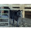 Image 1 : Ralph Anderlini - 525# Crossbred Steers & Heifers - 5 Head (Langley, BC)
