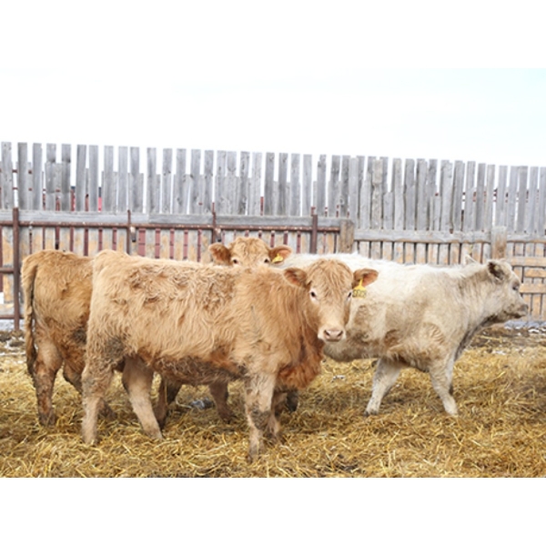 Kelly, Rita & Corey Fitzpatrick - 725# March Delivery Heifers - 68 Head (Glen Ewen, SK)