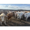 Image 4 : Cunningham Cattle Co. - 990# August Delivery Heifers - 186 Head (Sundre, AB)