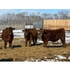 Image 3 : Winn Man Farms - 790# March/April Delivery Steers - 33 Head (Winnipegosis, MB)