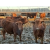 Image 4 : Spear Grass Cattle Co. - 830# February Delivery Steers - 56 Head (Rosemary, AB)