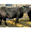 Image 4 : Fox Cattle Co. - 5 Bred Heifers (Pen 414)