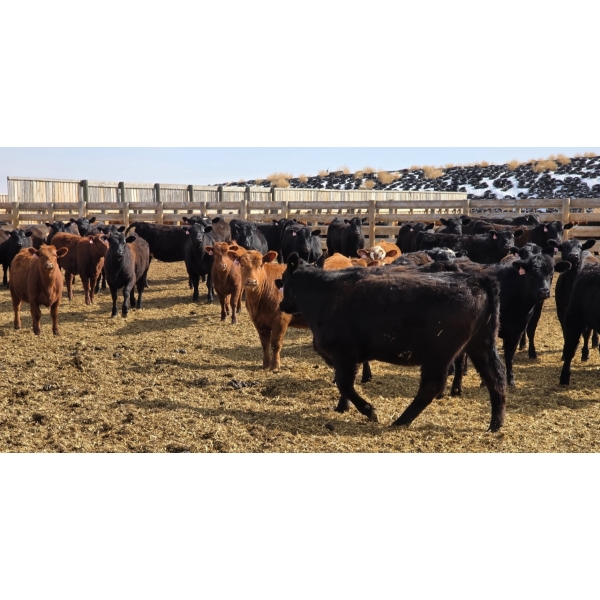 M.S. MacLean Livestock - 17 Black Angus Replacement Heifers (Coaldale, AB)