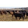 Image 1 : M.S. MacLean Livestock - 17 Black Angus Replacement Heifers (Coaldale, AB)