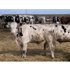 Image 10 : DL Feedlot - 700# Holstein Steers - 200 Head (Fort Macleod, AB)
