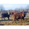 Image 2 : Jeff MacMillan - 840# March/April Delivery Steers - 70 Head (Marquette, MB)