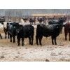 Image 7 : Bill Devos - 725# February Delivery Steers - 80 Head (Fork River, MB)