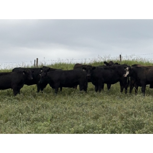 DK Livestock - 985# September Delivery Grass Heifers - 65 Head (Longview, AB)