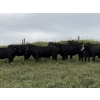 Image 1 : DK Livestock - 985# September Delivery Grass Heifers - 65 Head (Longview, AB)