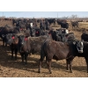 Image 3 : Blandford Farms Ltd. - 930# April/May Delivery Steers - 185 Head (Scandia, AB)