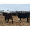 Image 7 : Peake Livestock Inc. - 750# April Delivery Heifers - 80 Head (Roblin, MB)