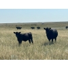 Image 12 : L & J Murray Ranches - 580# October Delivery Steer Calves - 90 Head (Picture Butte, AB)