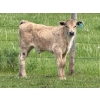 Image 9 : Oxbow Farms - 560# November Delivery Steer Calves - 190 Head (Melita, MB)