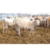 Image 7 : Kelly, Rita & Corey Fitzpatrick - 725# March Delivery Heifers - 68 Head (Glen Ewen, SK)