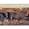 Image 7 : Bone Creek Ranch - 975# November Delivery Open Heifers - 63 Head (Maple Creek, SK)