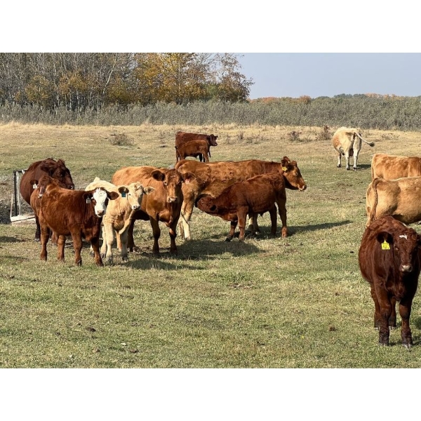 Riley & Roxanne Braun - 630# November Delivery Steer Calves - 90 Head (Rosetown, SK) VBP+
