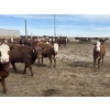 Image 10 : Anchor C Livestock - 710# April/May Delivery Heifers - 85 Head (Stirling, AB)