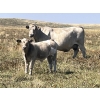 Image 9 : Brad & Sandy Lockhart - 550# October Delivery Steer Calves - 110 Head (Big Stone, AB)