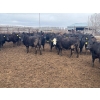 Image 2 : Wade Fewings - 850# April Delivery Steers - 70 Head (Pierson, MB) VBP+