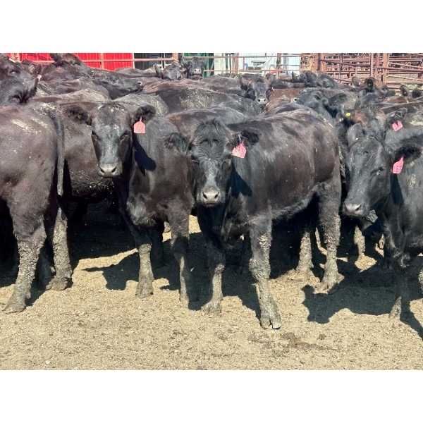 Turtleview Livestock - 870# September Delivery Grass Heifers - 68 Head (Goodlands, MB) VBP+