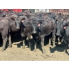Image 1 : Turtleview Livestock - 870# September Delivery Grass Heifers - 68 Head (Goodlands, MB) VBP+