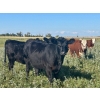 Image 8 : Graydon Garner - 950# September Delivery Grass Heifers - 35 Head (Strathmore, AB)