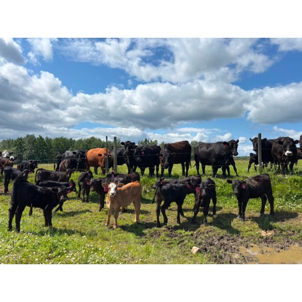 Ernest Wiebe - 40 1st & 2nd Calf Simm-Angus Pairs (Rose Prairie, BC)