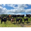 Image 1 : Ernest Wiebe - 40 1st & 2nd Calf Simm-Angus Pairs (Rose Prairie, BC)