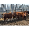 Image 3 : Pedersen Farms - 950# March Delivery Steers - 33 Head (Scandia, AB)