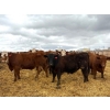 Image 4 : Van Hall Cattle Company Ltd. - 990# April Delivery Steers - 168 Head (Scandia, AB)